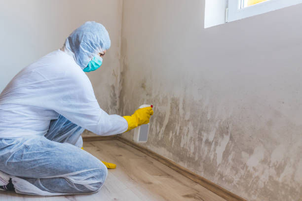 Licensed Black Mold Removal service in Beallsville, MD - WQB Mold Removal