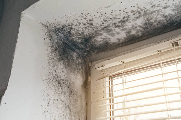 Affordable Black Mold Removal solutions in Beallsville, MD
